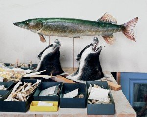 Badgers and Pike, 2011, by Klaus Pichler
