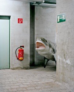 Basement Shark, 2011, by Klaus Pichler
