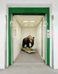 Elevator Bear, 2011, by Klaus Pichler