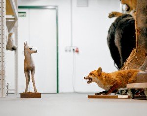 Fawn and fox, 2011, by Klaus Pichler