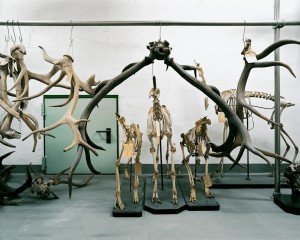 Skeletons and Antlers, 2011, by Klaus Pichler